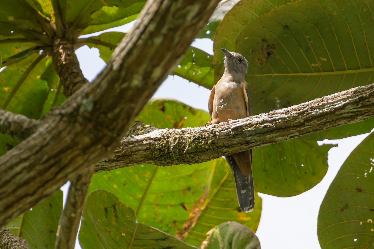 Brush Cuckoo - ML617384329