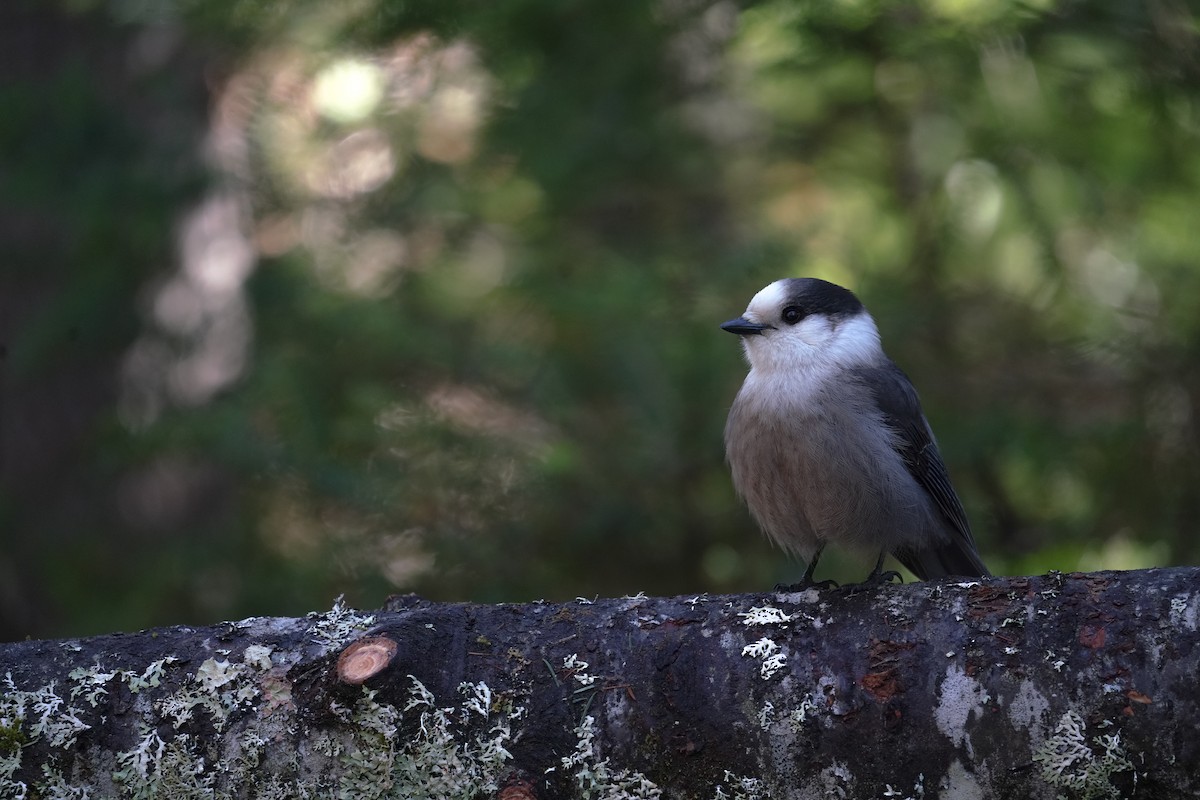Canada Jay - ML617384330