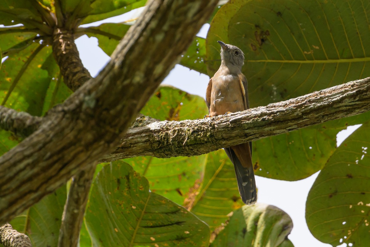 Brush Cuckoo - ML617384331