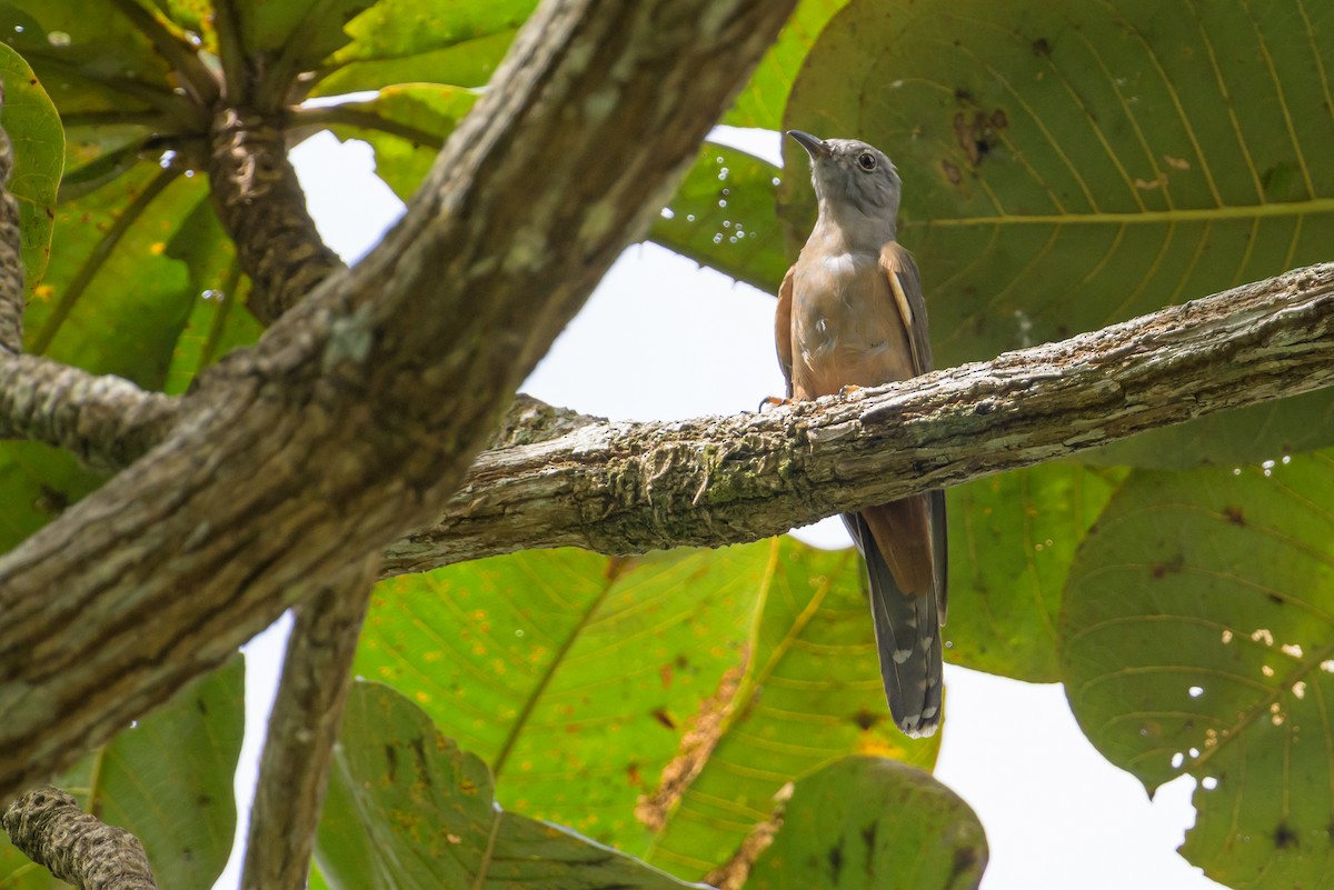 Brush Cuckoo - ML617384332