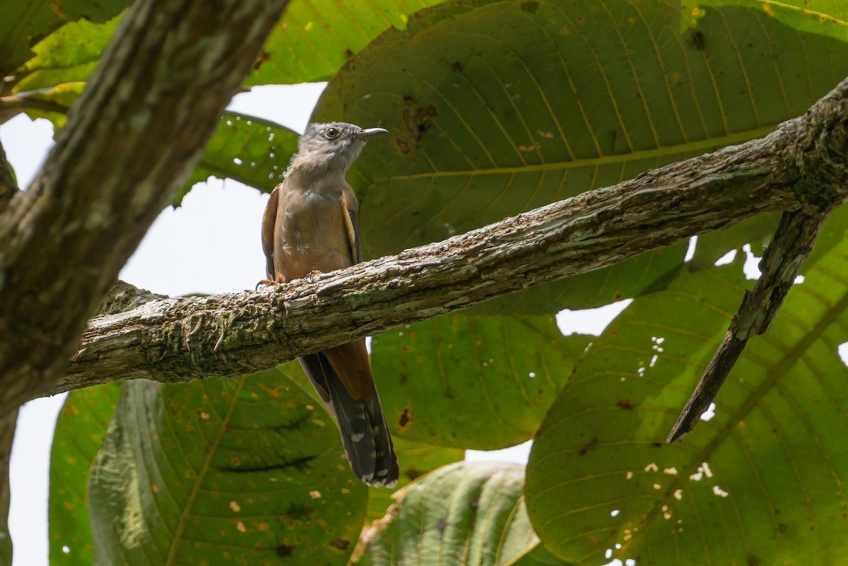 Brush Cuckoo - ML617384333