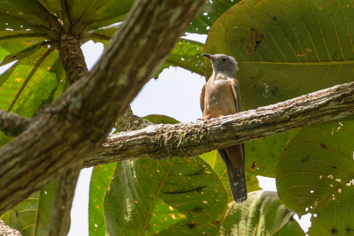 Brush Cuckoo - ML617384334