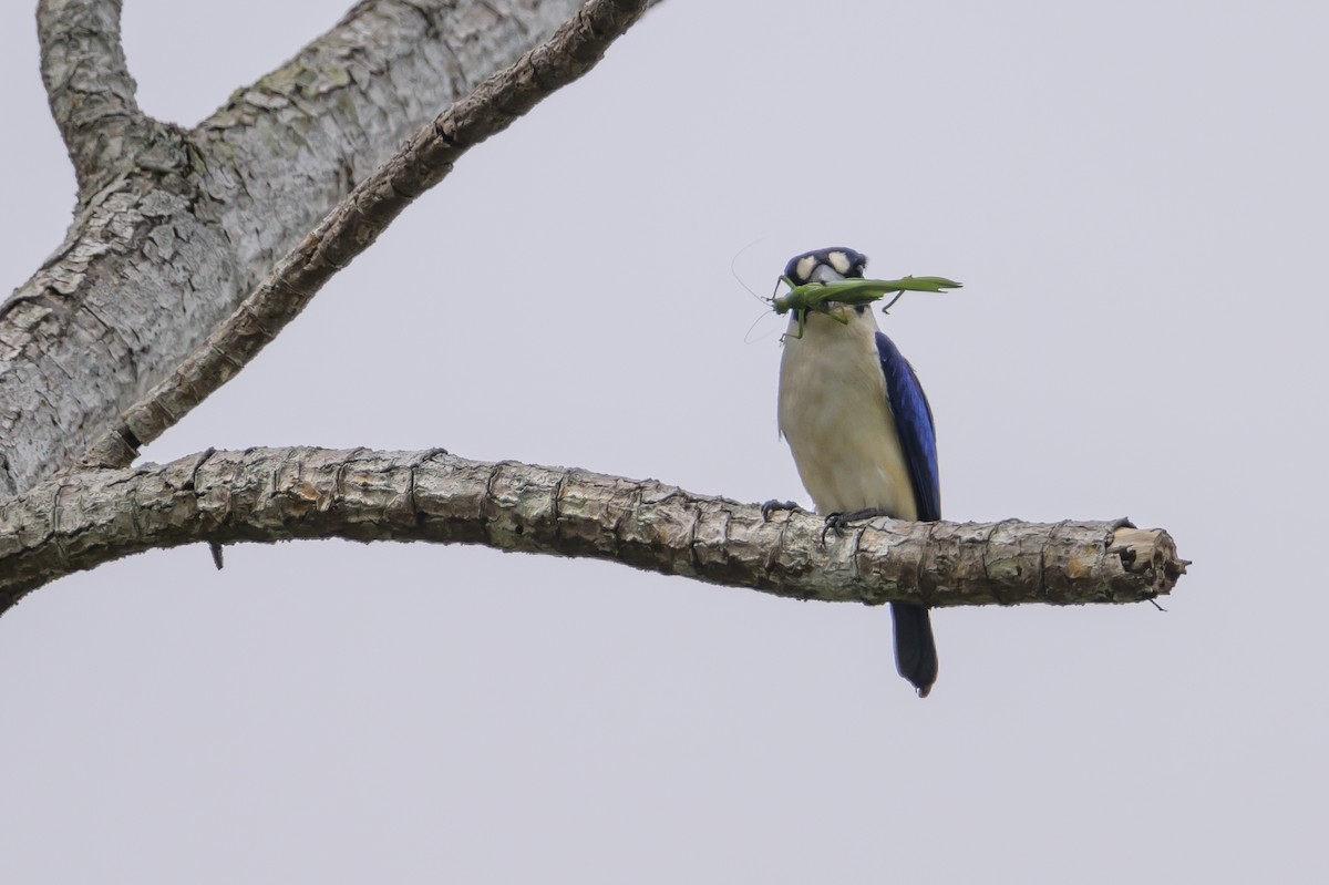 Blue-and-white Kingfisher - ML617384355