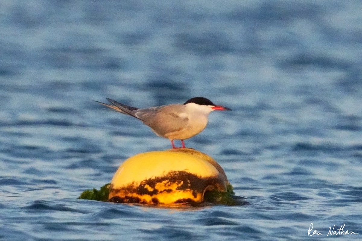 White-cheeked Tern - Ran Nathan