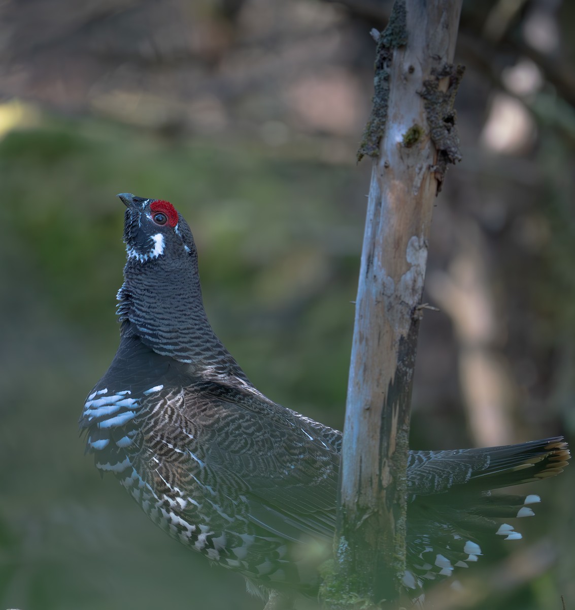 Spruce Grouse - ML617384371