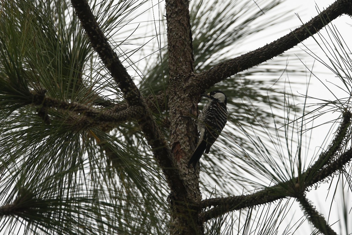 Red-cockaded Woodpecker - ML617384400