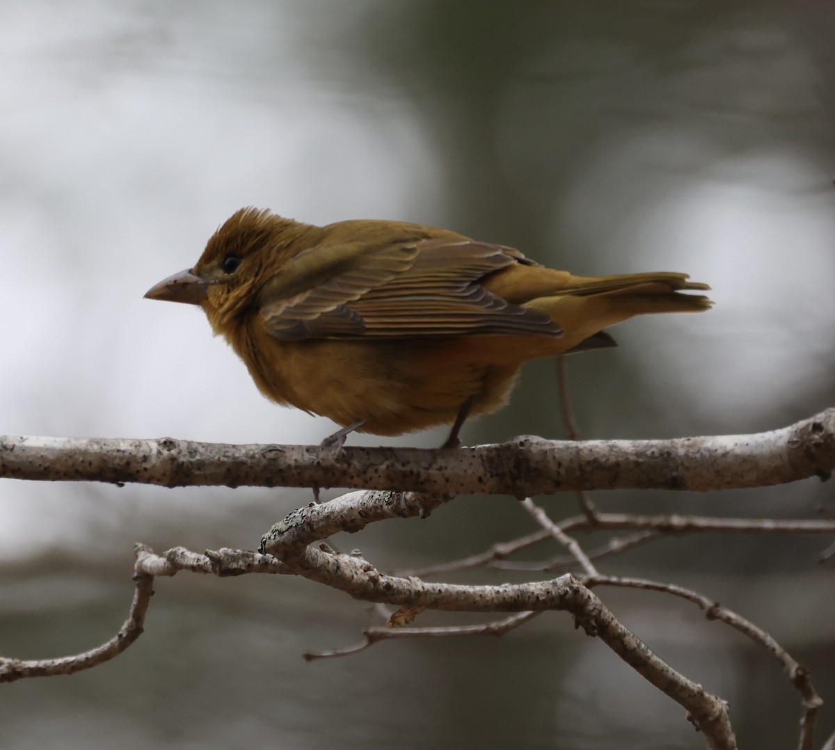 Summer Tanager - ML617384408