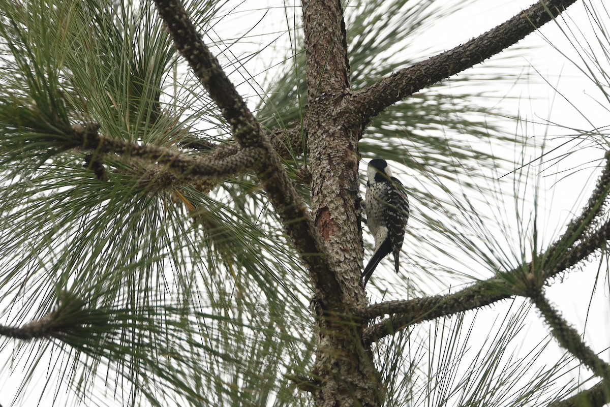 Red-cockaded Woodpecker - ML617384413