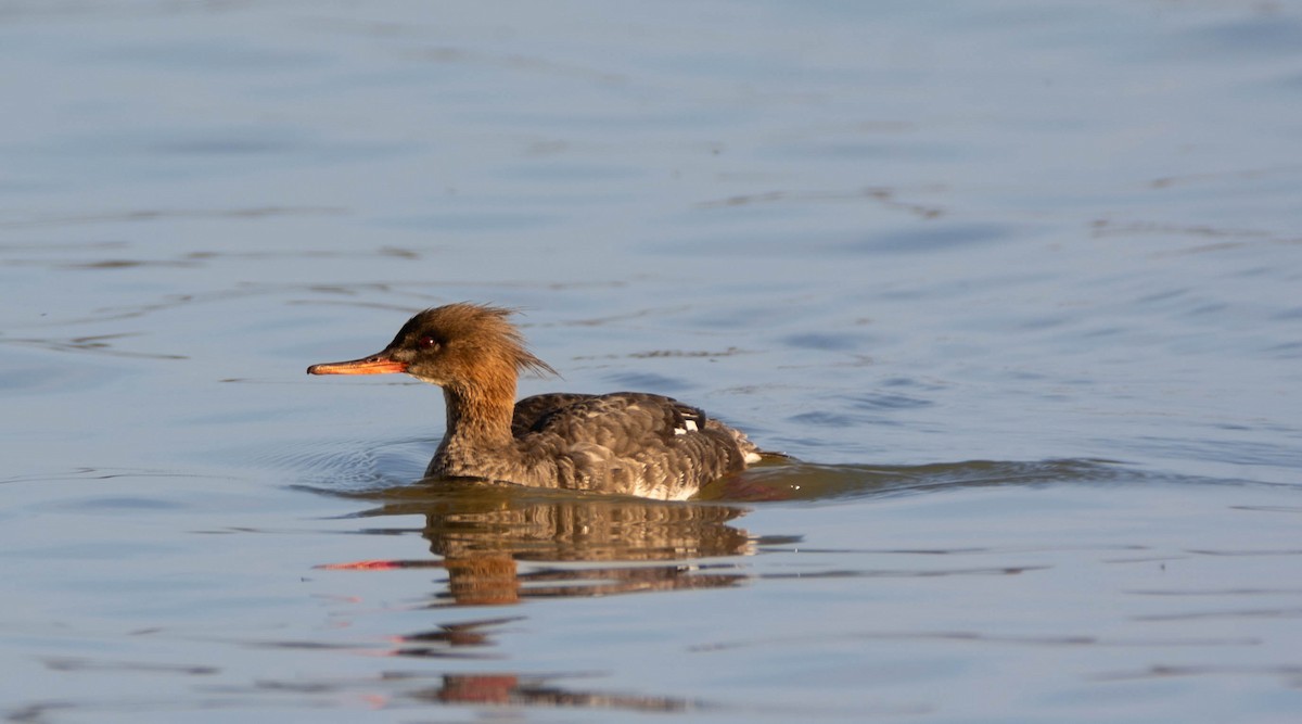 Red-breasted Merganser - ML617384433