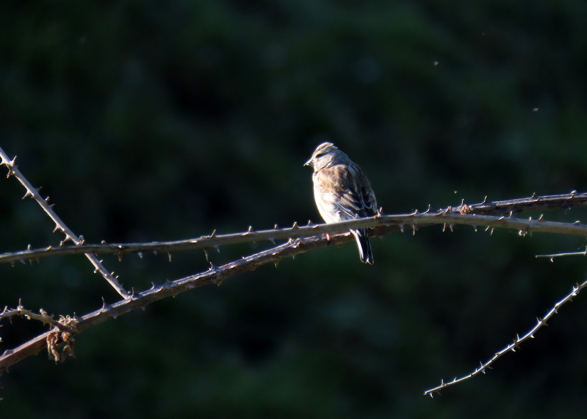 Eurasian Linnet - ML617384436