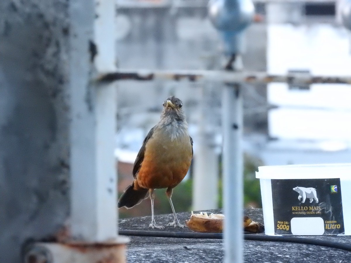 Rufous-bellied Thrush - Roberto Rebeque Junior