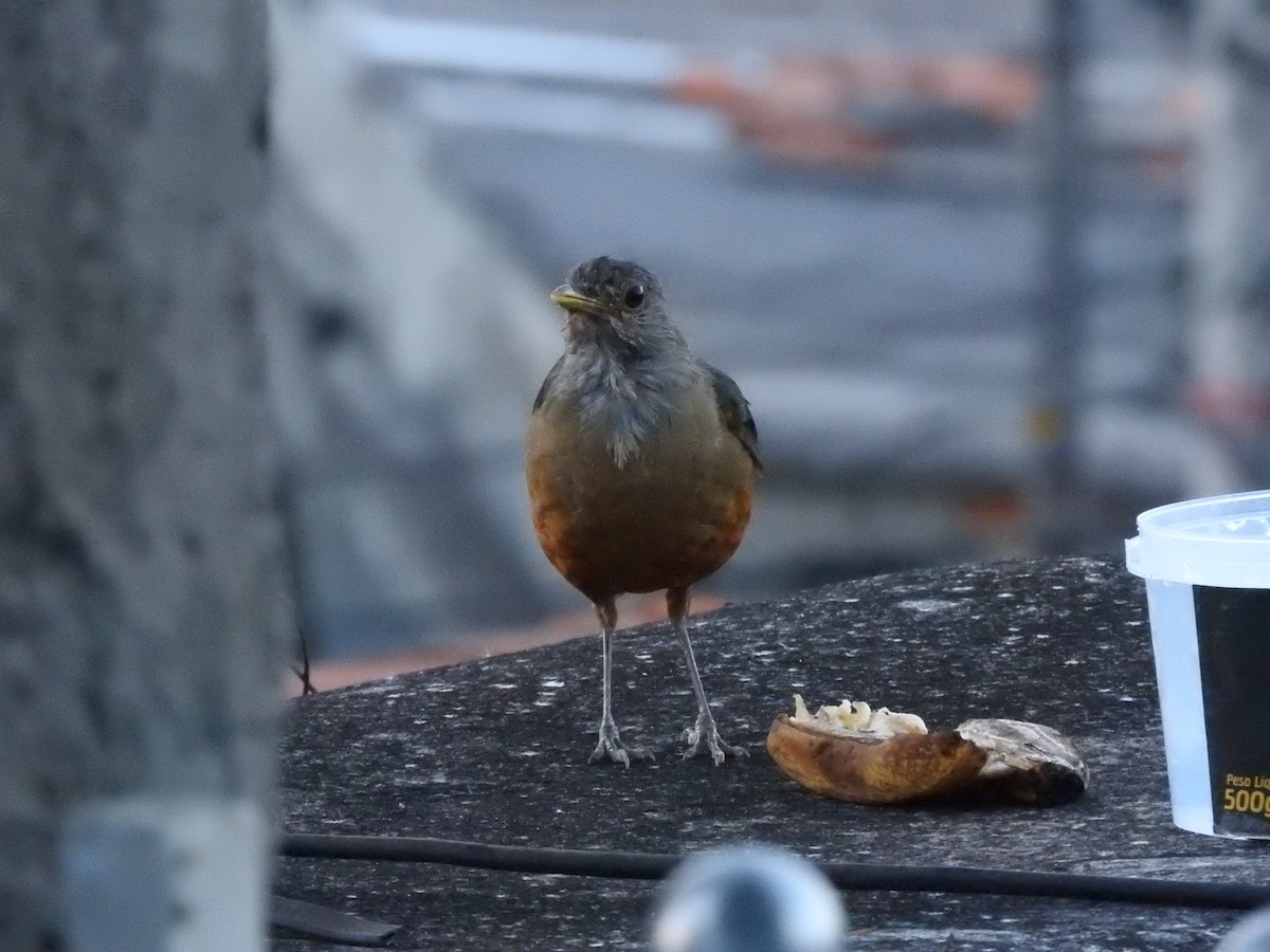 Rufous-bellied Thrush - ML617384453