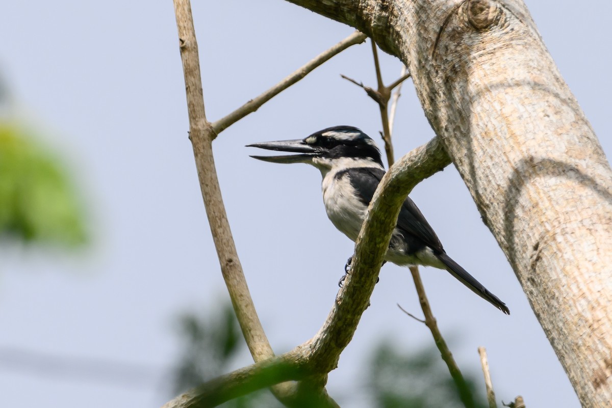 Sombre Kingfisher - ML617384466