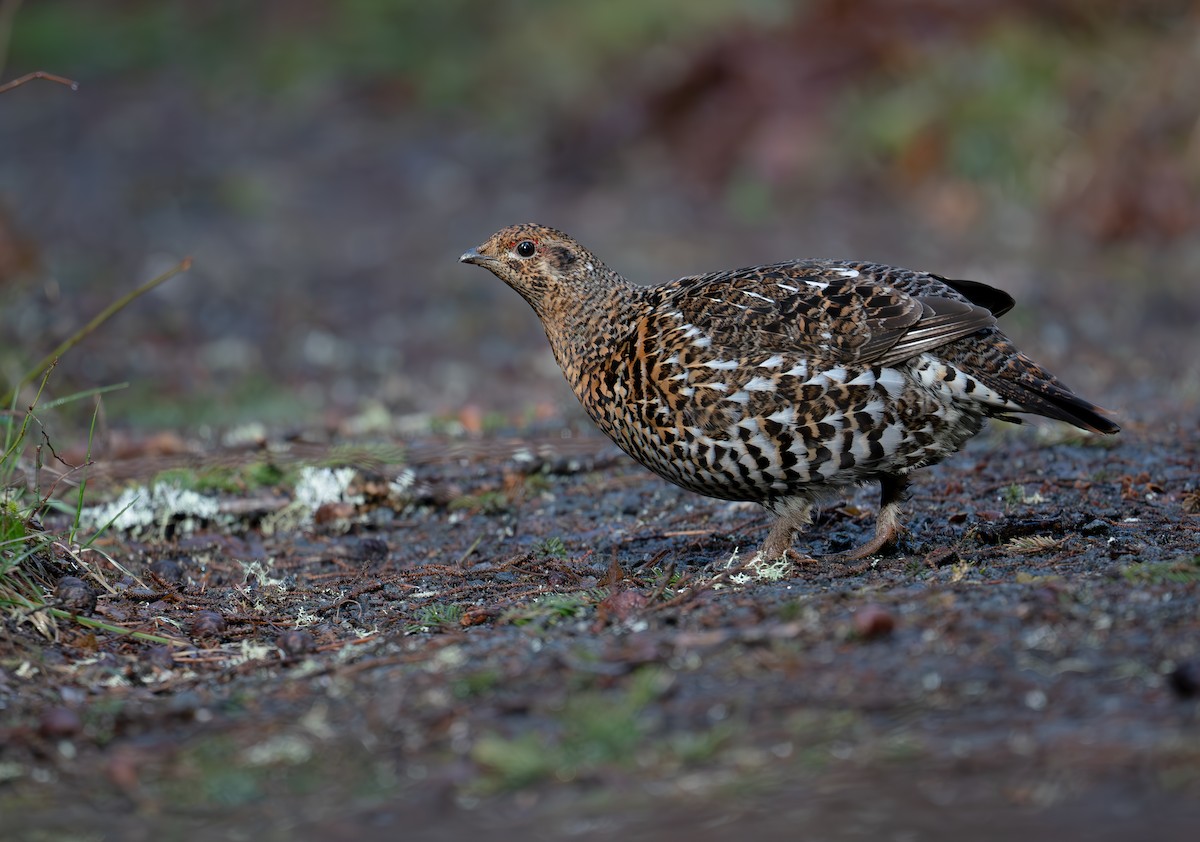 Spruce Grouse - ML617384470