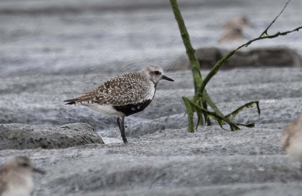 Black-bellied Plover - Loni Ye