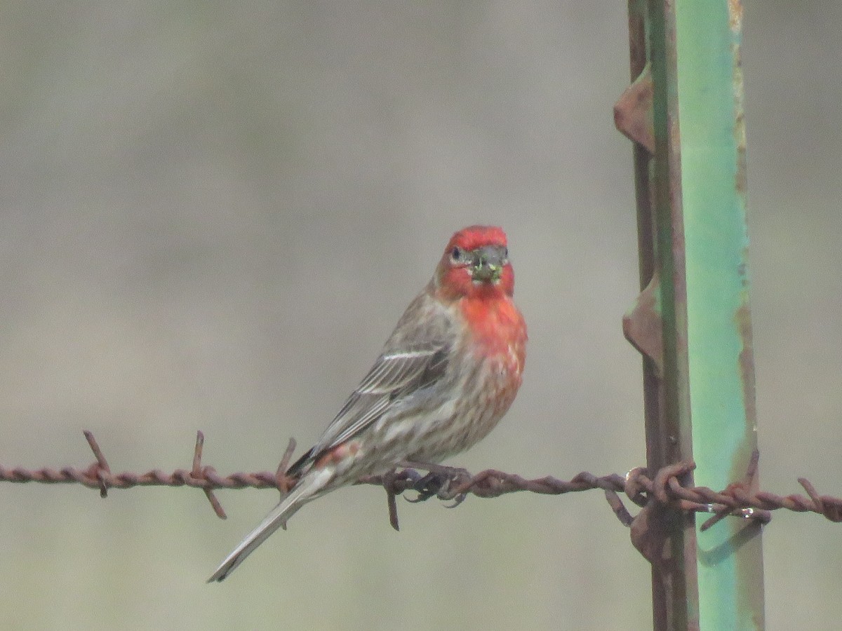 House Finch - ML617384536