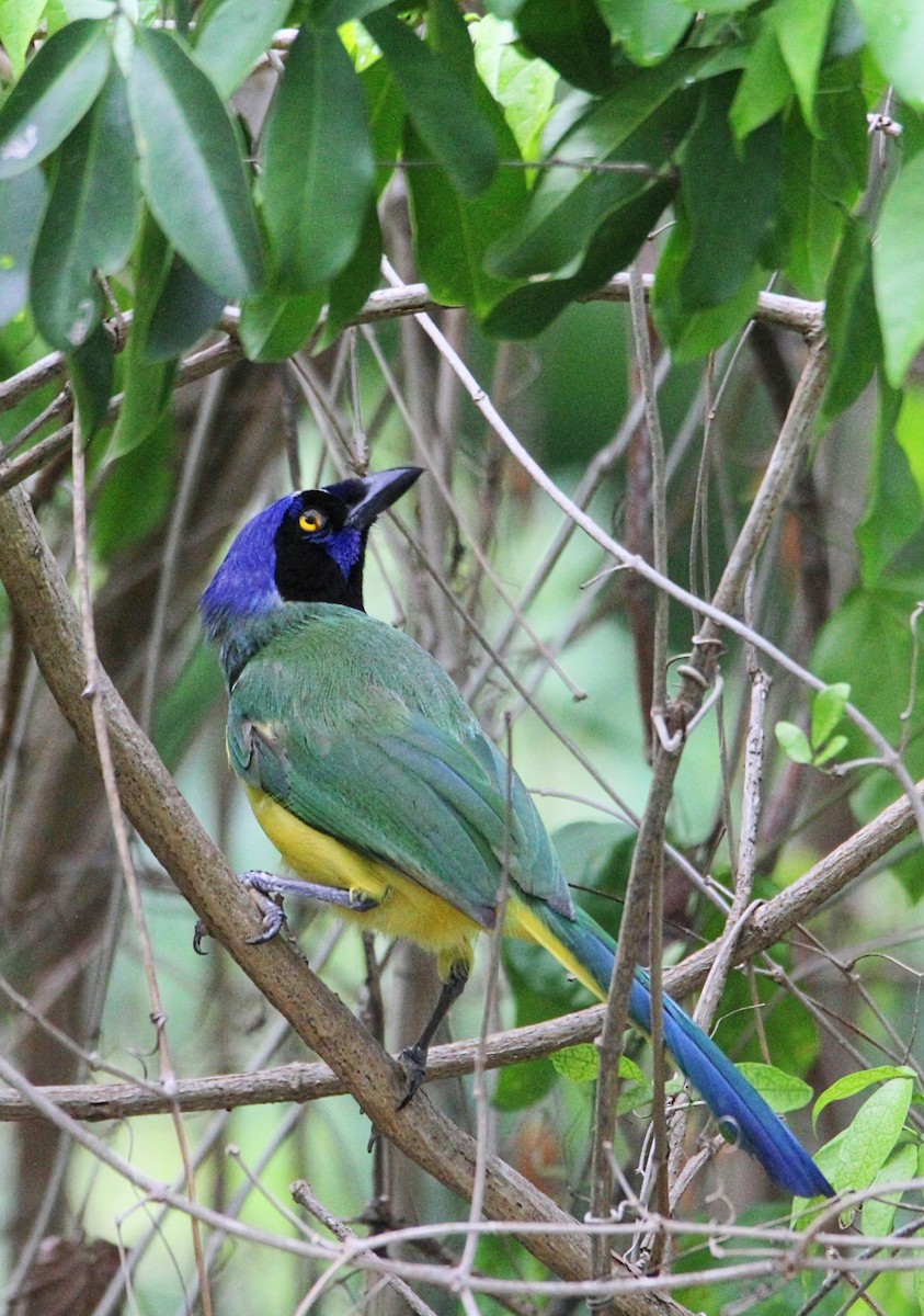 Green Jay - Johan Feenstra