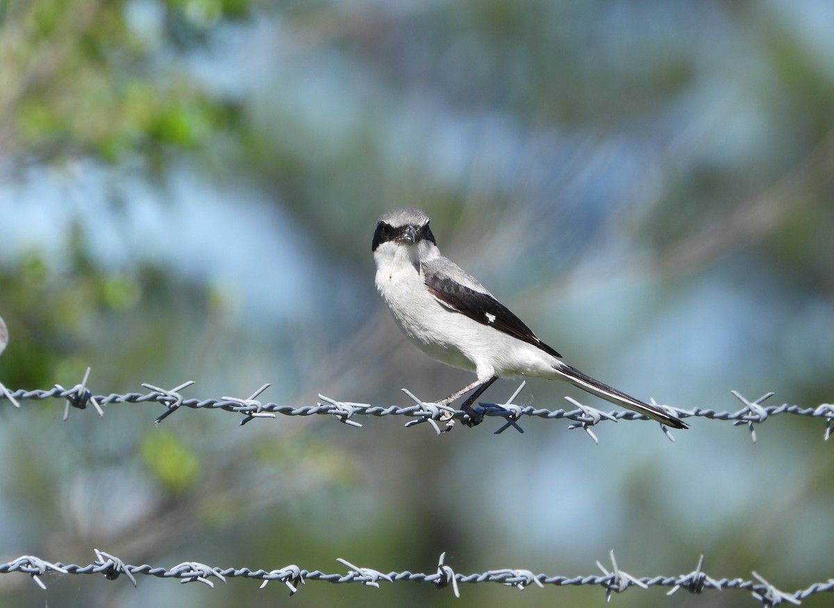 Loggerhead Shrike - ML617384548