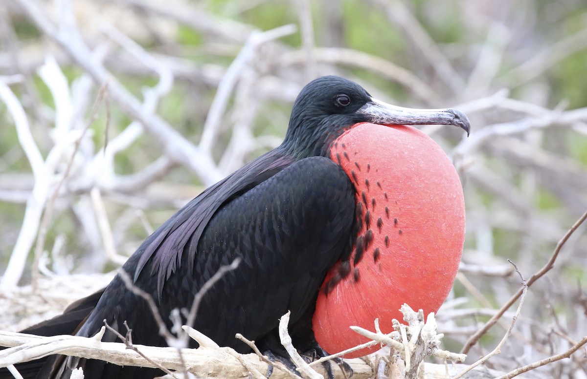 Magnificent Frigatebird - ML617384572