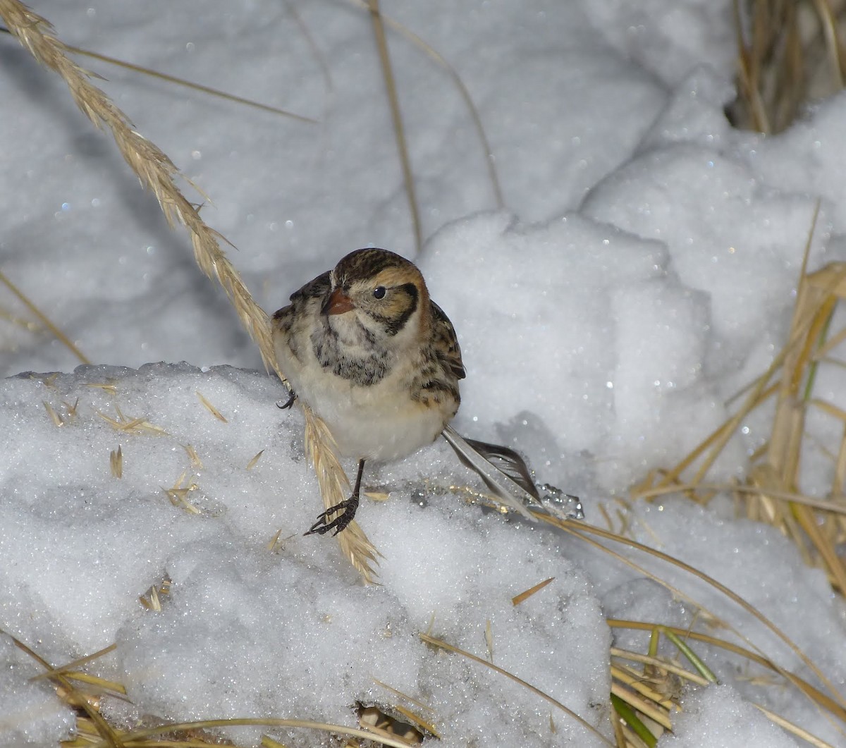 Lapland Longspur - ML617384587