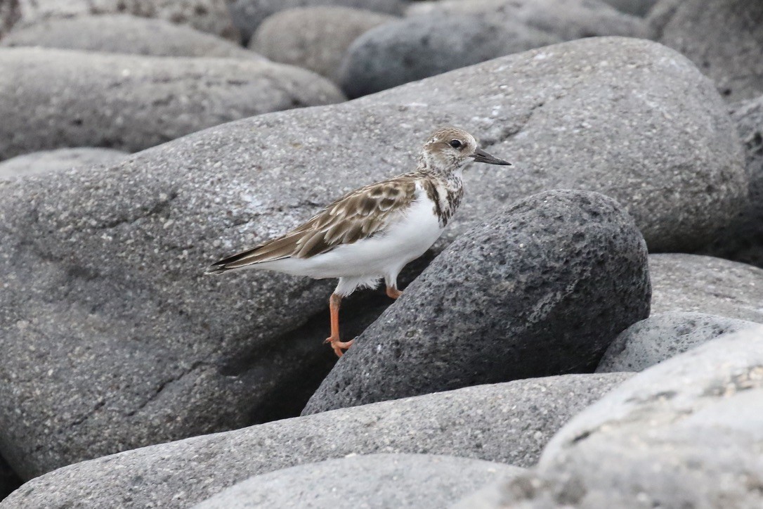 Ruddy Turnstone - ML617384594