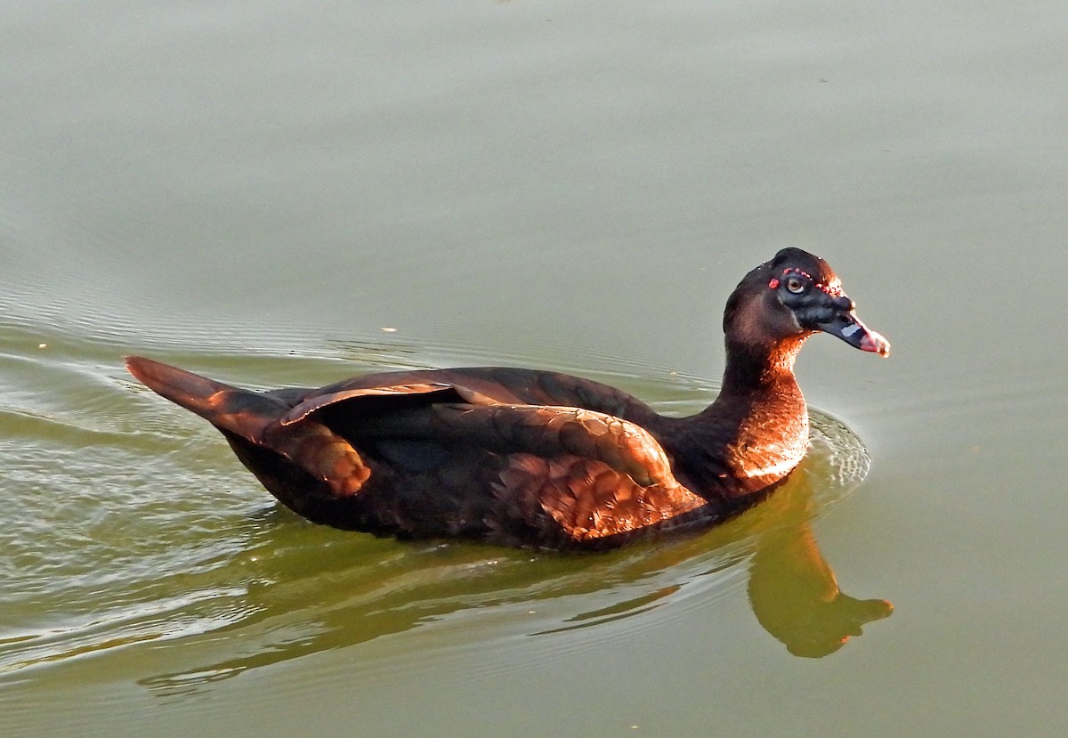 Muscovy Duck (Domestic type) - Aimee LaBarr