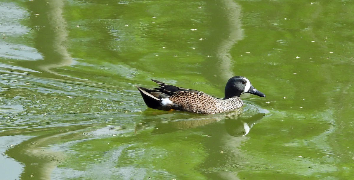 Blue-winged Teal - ML617384638