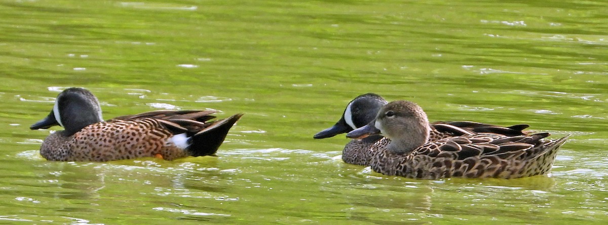 Blue-winged Teal - ML617384639