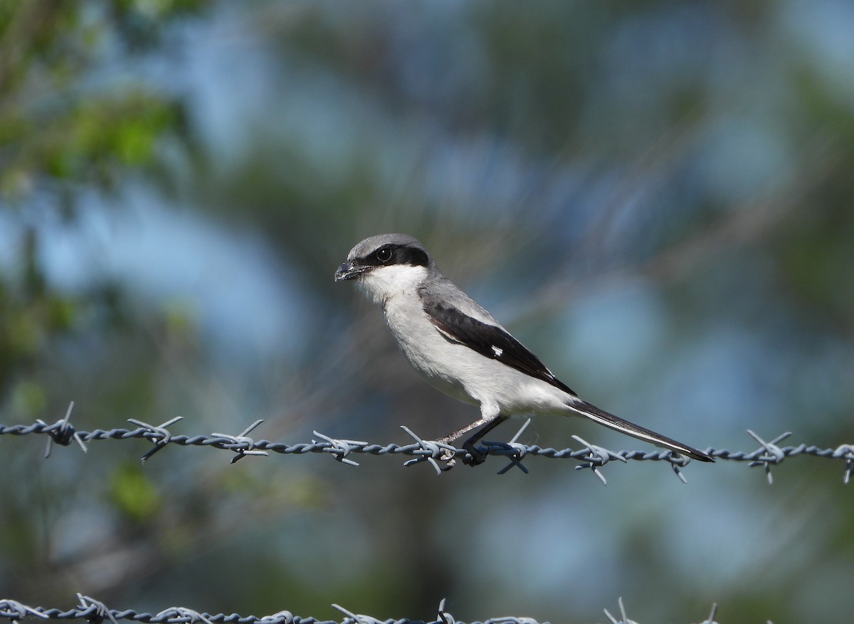 Loggerhead Shrike - ML617384641