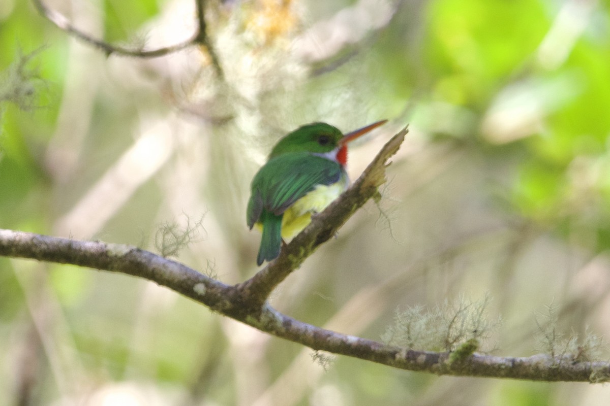 Puerto Rican Tody - ML617384644