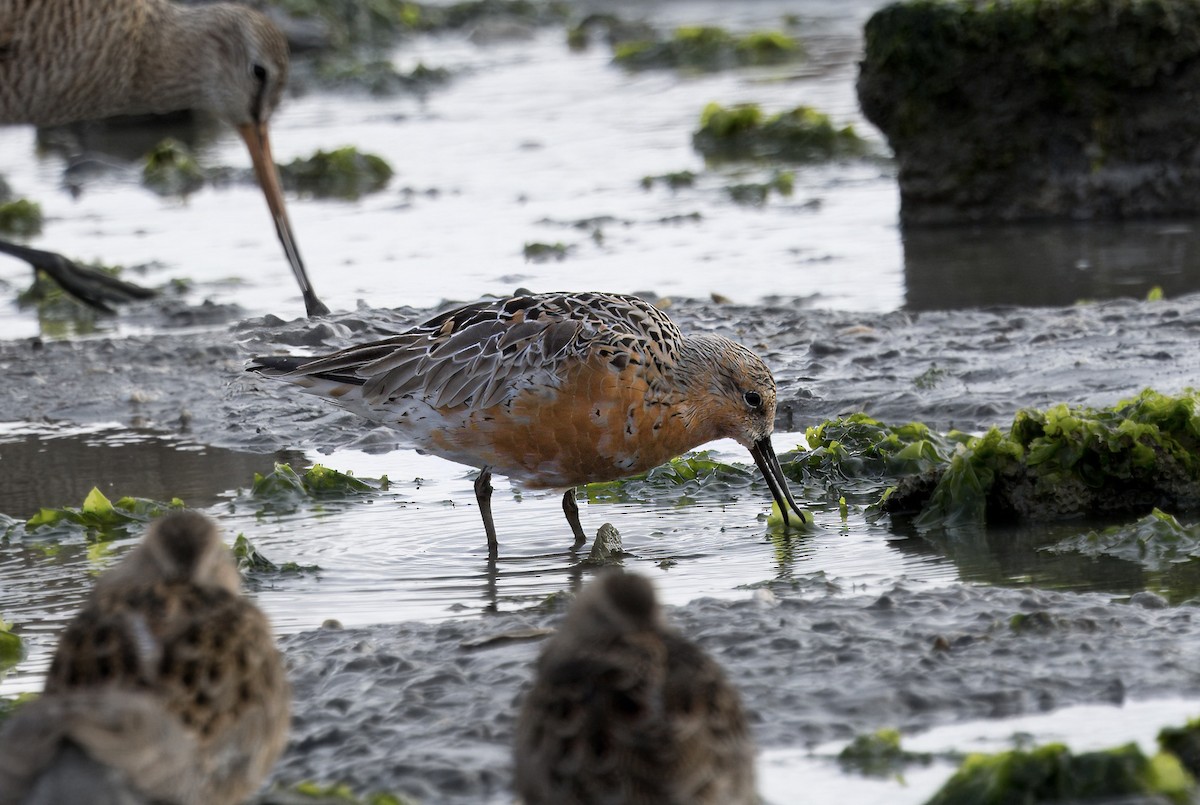 Red Knot - ML617384690