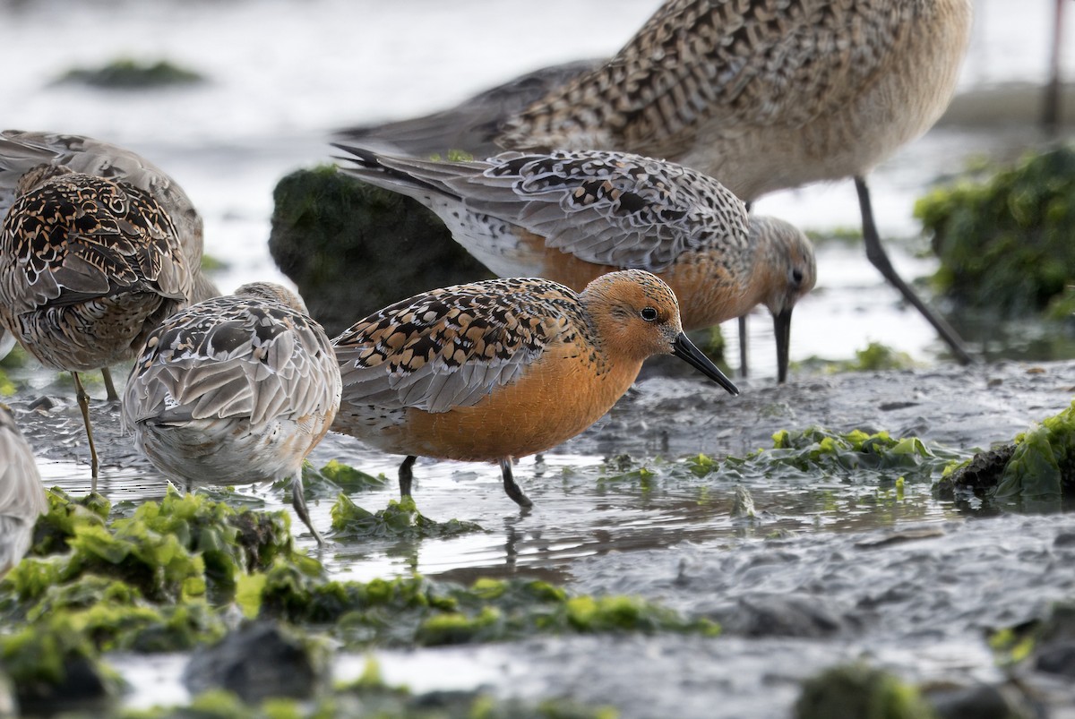 Red Knot - ML617384691