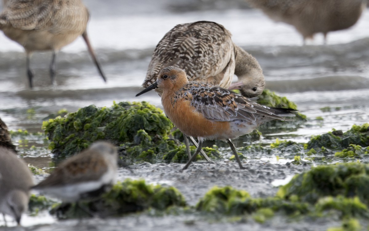 Red Knot - ML617384692