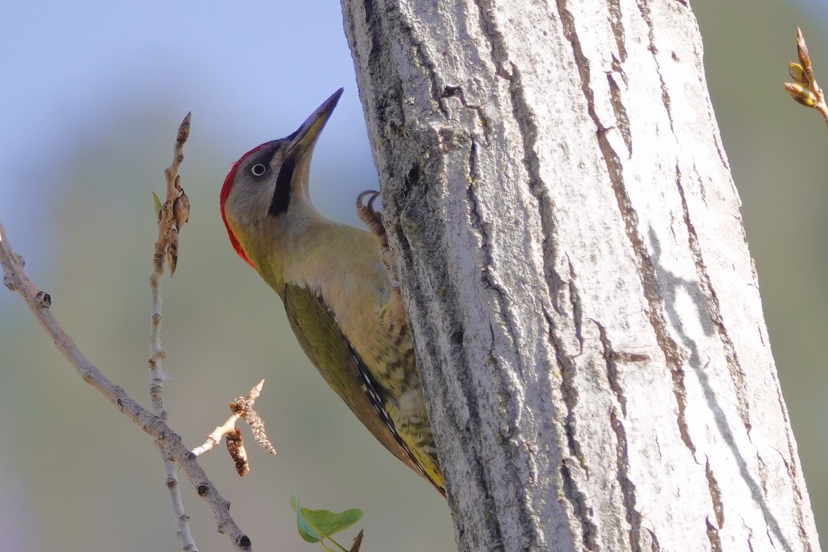 Levaillant's Woodpecker - Ursula Rinas