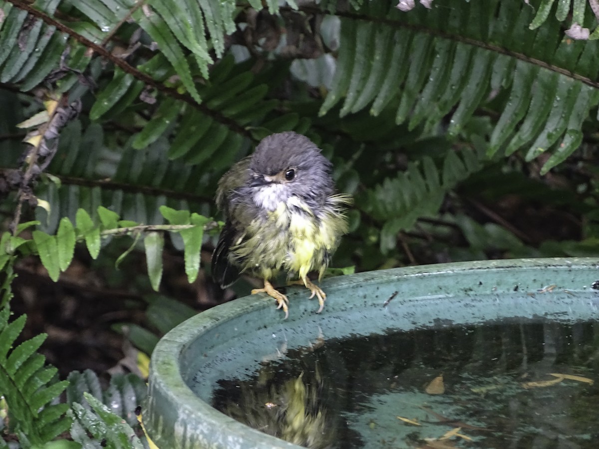 Pale-yellow Robin - Rebel Warren and David Parsons