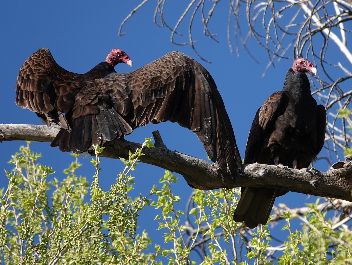 Turkey Vulture - ML617384808