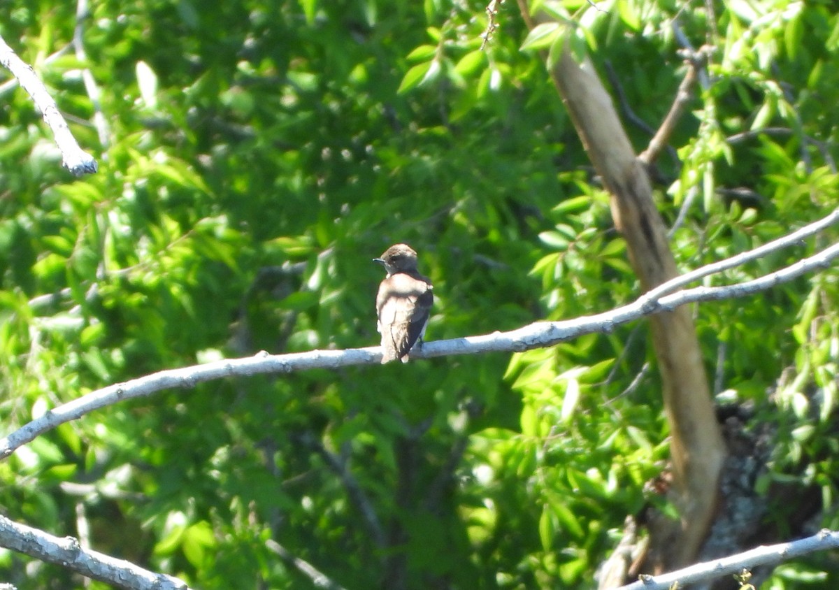 Northern Rough-winged Swallow - ML617384812