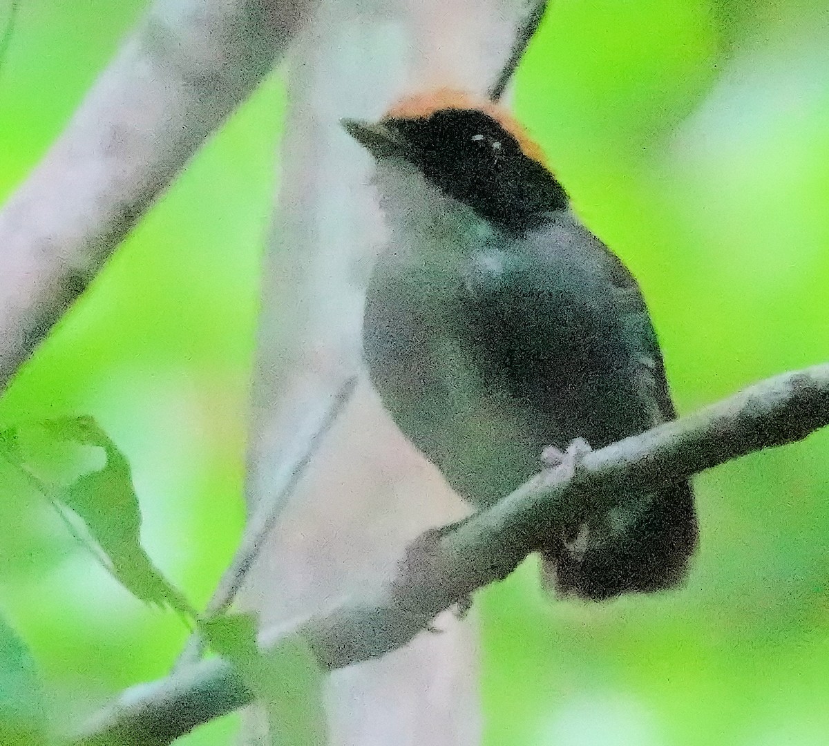 Black-cheeked Gnateater - Joey Kellner