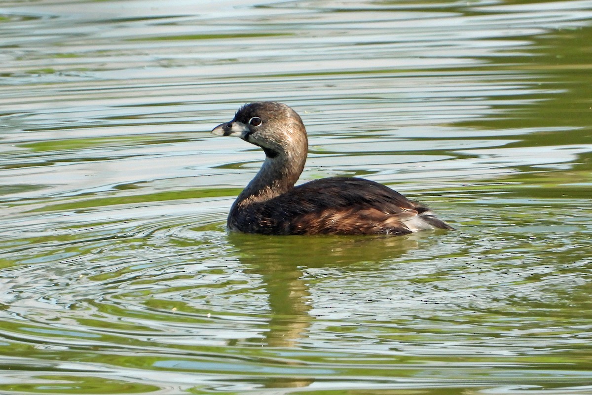 Pied-billed Grebe - ML617384836