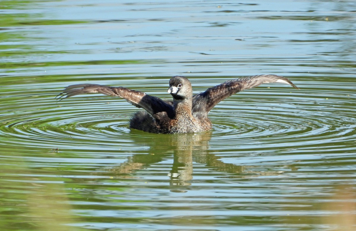 Pied-billed Grebe - ML617384837