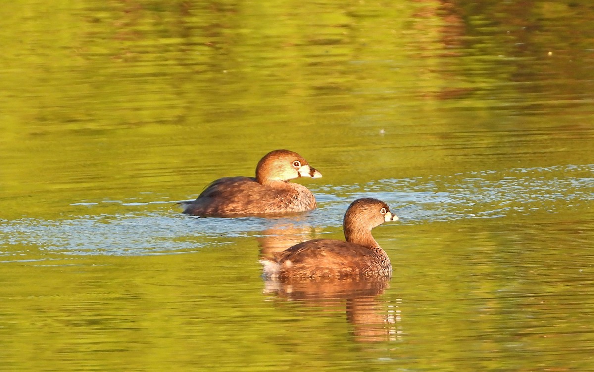 Pied-billed Grebe - ML617384838