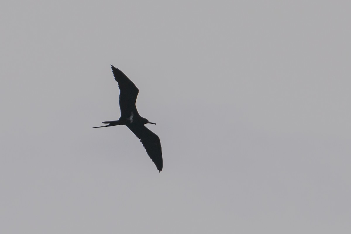 Lesser Frigatebird - ML617384848