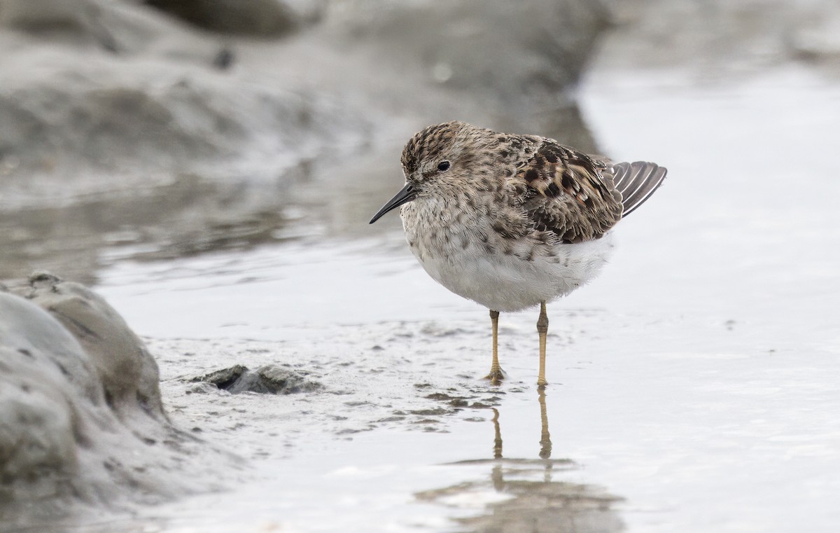 Least Sandpiper - ML617384876