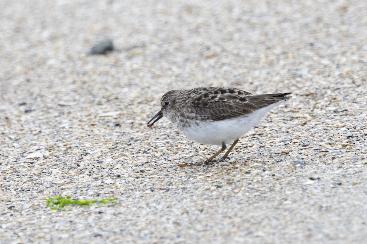 Least Sandpiper - ML617384881