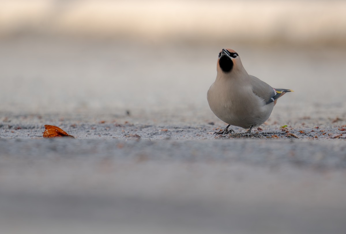 Bohemian Waxwing - ML617384908