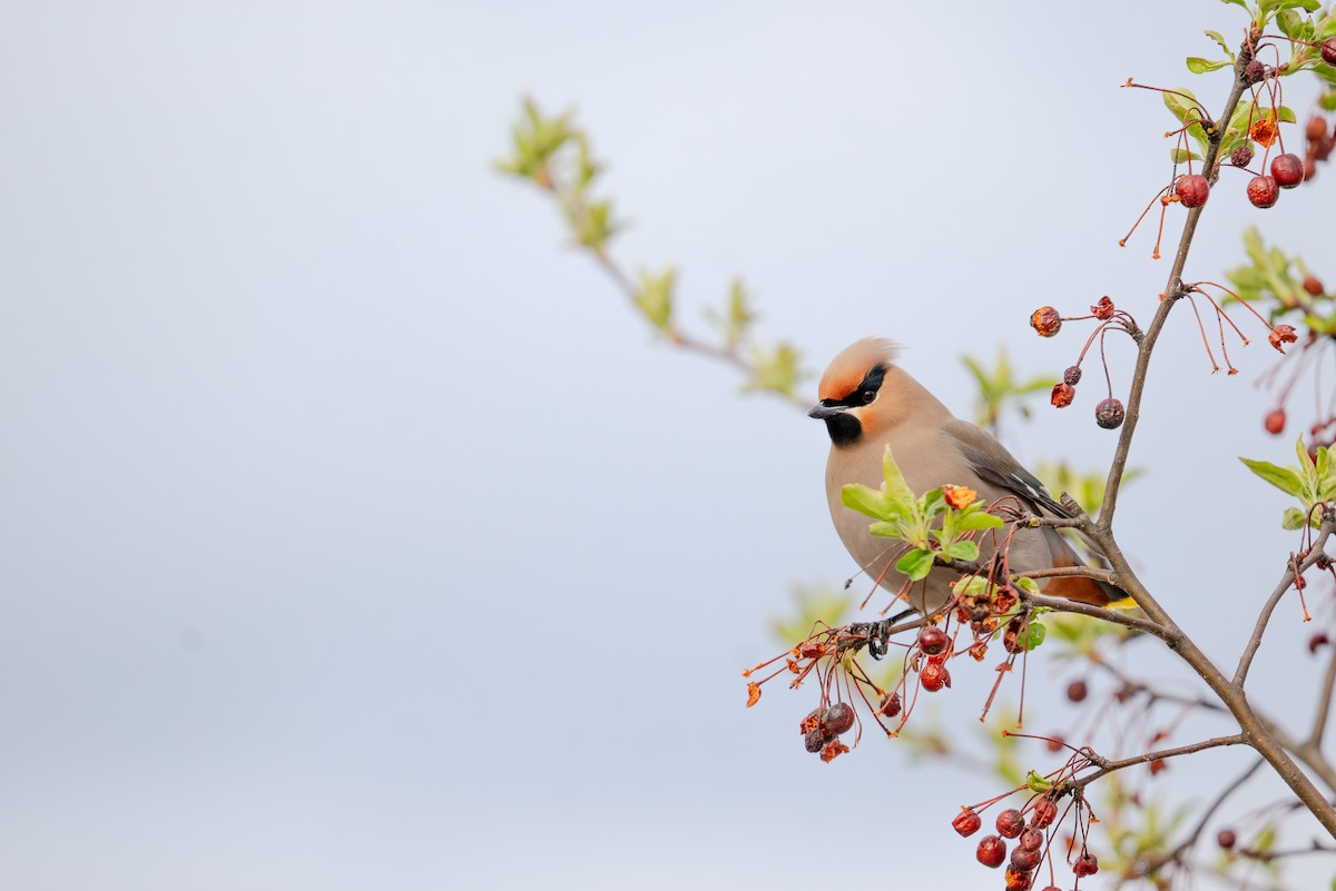 Bohemian Waxwing - ML617384924