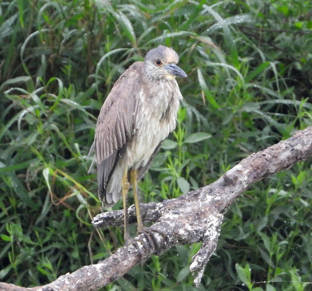 Yellow-crowned Night Heron - ML617384941