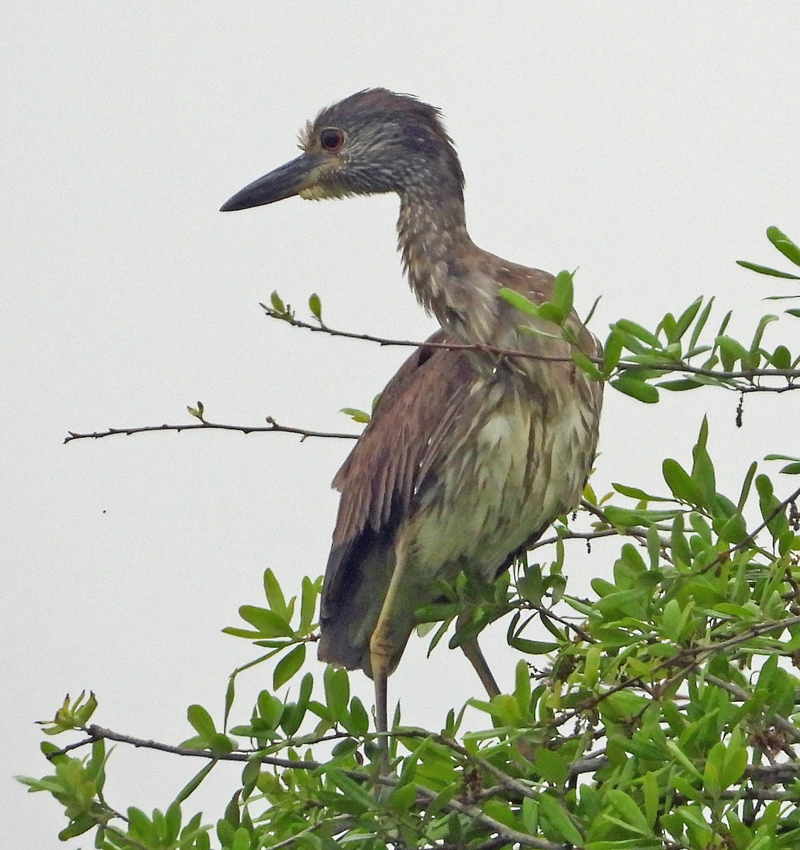 Yellow-crowned Night Heron - ML617384943