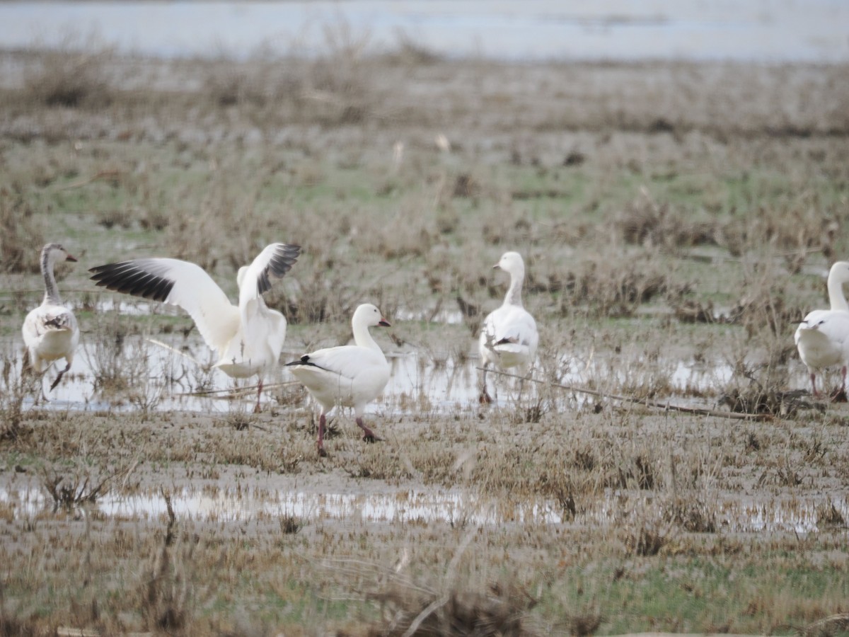 Snow Goose - ML617385033