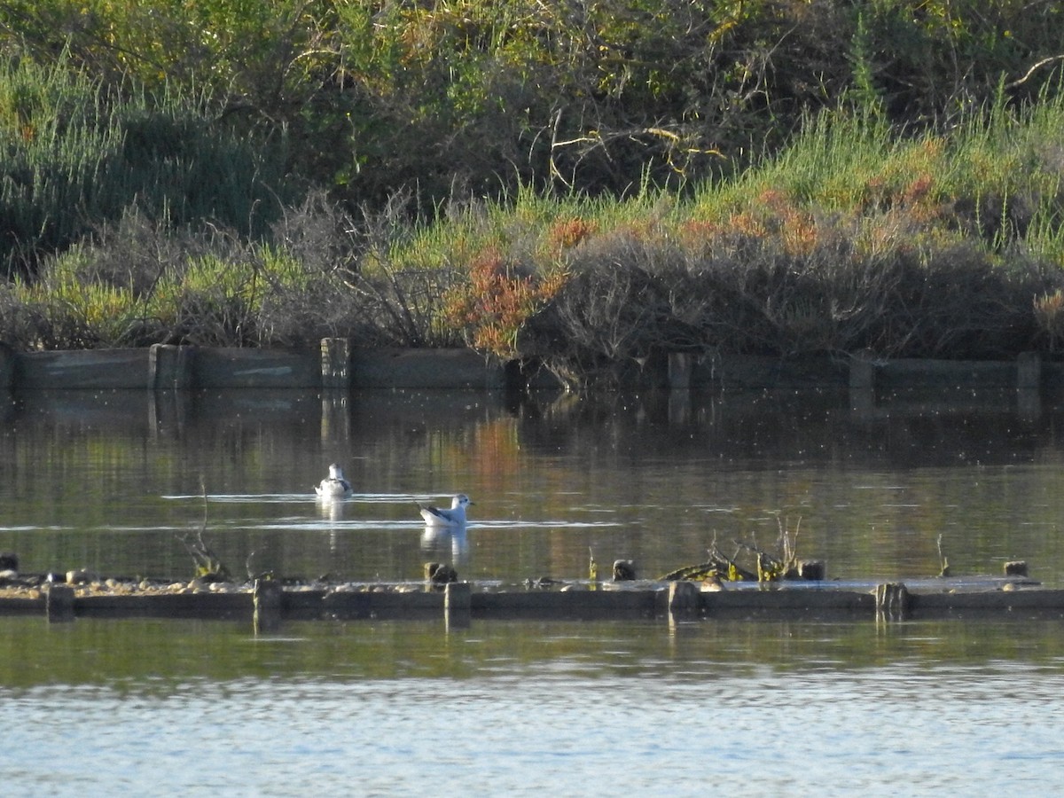 Gaviota Enana - ML617385050